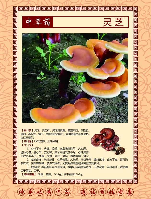 灵芝