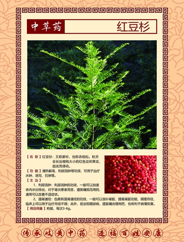 红豆杉